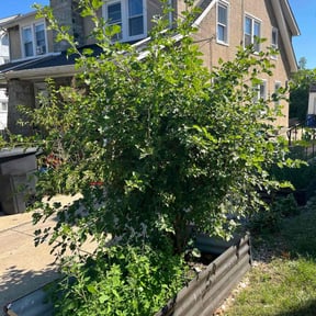 Bush Trimming by Lowcountry Landscape and Design LLC reviewed on December 9, 2025