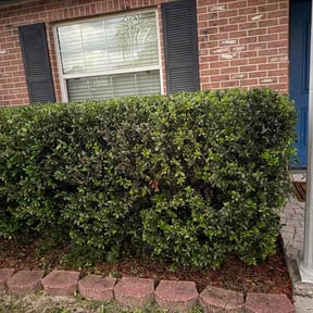 Bush Trimming by Don's Property Maintenance reviewed on June 25, 2026