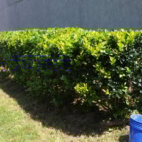 Bush Trimming by Holland Groups LLC reviewed on August 15, 2025