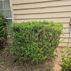 Bush Trimming by Push N Peace reviewed on August 17, 2025