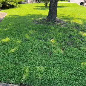 yard service by Kut Rite Lawn and Tree Maintenance reviewed on November 21, 2025