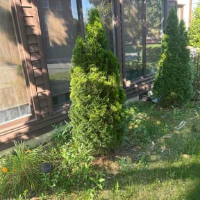 Bush Trimming by Douglas Lawn and Services LLC reviewed on May 19, 2026