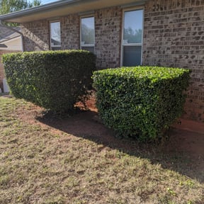 Bush Trimming by T&M Lawn Services reviewed on August 21, 2025