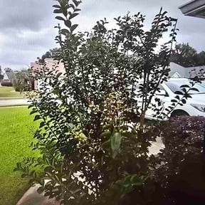 Bush Trimming by Hernandez Family Lawn reviewed on October 22, 2025