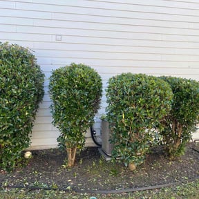 Bush Trimming by Millenium pressure washing reviewed on November 9, 2025