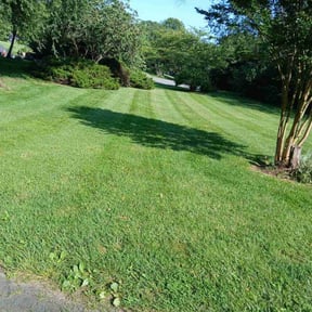 yard care by Que Cutz reviewed on August 21, 2025