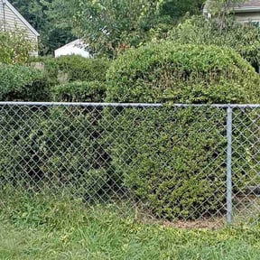 Bush Trimming by Glm landscaping reviewed on December 11, 2025