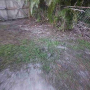 Leaf Removal by Lion&#039;s Landscaping reviewed on September 28, 2025