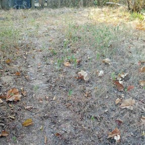 Leaf Removal by Henry&#039; Land Development reviewed on October 22, 2025