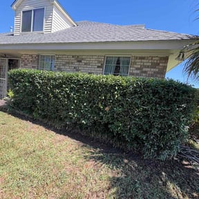Bush Trimming by Pro lawn LLC reviewed on November 22, 2025