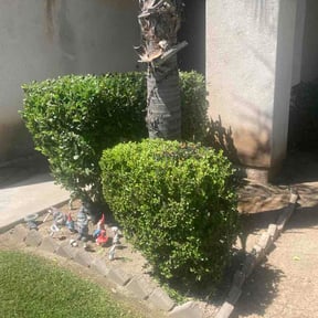 Bush Trimming by Cotto's Lawn &amp; Services reviewed on June 25, 2026