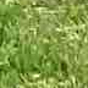 Bush Trimming by Checkered Lawn Service reviewed on August 16, 2025