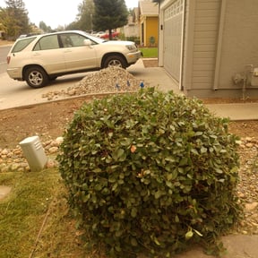 Bush Trimming by Ali&#039;s Mowing reviewed on November 24, 2025