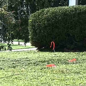 Bush Trimming by GT Custom Renovations LLC reviewed on August 19, 2025