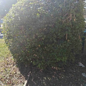 Bush Trimming by Faire N Square reviewed on October 21, 2025