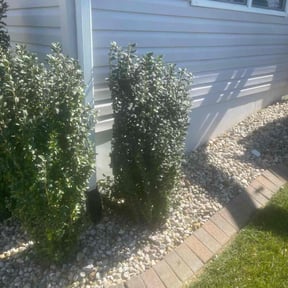 Bush Trimming by GOLD LANDSCAPING reviewed on August 17, 2025