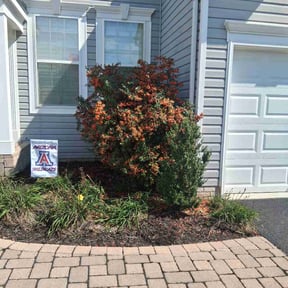 Bush Trimming by Texas landscape reviewed on October 19, 2025