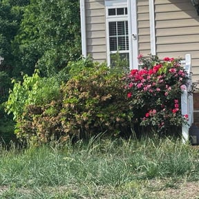 Bush Trimming by AA Property Services Inc reviewed on December 2, 2025