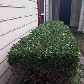 Bush Trimming by Awesome Lawns and More LLC reviewed on August 20, 2025