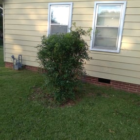 Bush Trimming by Supaman lawncare reviewed on August 15, 2025