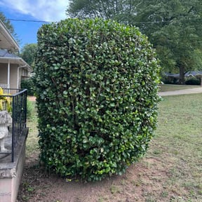 Bush Trimming by Valmont Landscaping and Construction reviewed on August 20, 2025