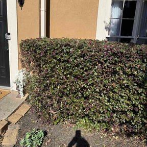 Bush Trimming by Cutting Edge Outdoor work LLC  reviewed on August 15, 2025