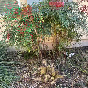 Flower Bed Weeding by McLean Services reviewed on August 21, 2025