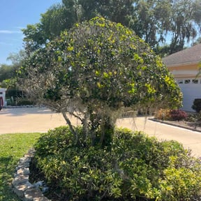 Bush Trimming by J & K Lawncare Specialists LLC reviewed on August 19, 2025