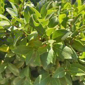 Bush Trimming by Bear trimmings reviewed on January 19, 2026