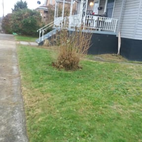 Bush Trimming by AffordaBell Solutions reviewed on August 21, 2025