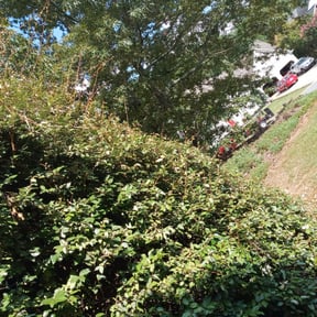 Bush Trimming by B and b lawn and professional services llc reviewed on August 16, 2025