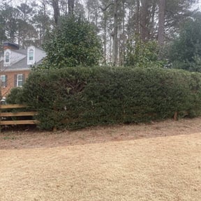 Bush Trimming by Kane & Associates, LLC. reviewed on August 21, 2025