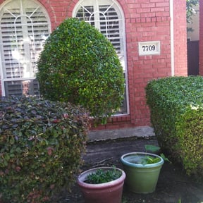 Bush Trimming by 3ab Maintenance reviewed on August 15, 2025