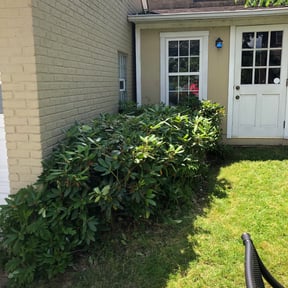 Bush Trimming by lemusbrothersllc@gmail.com reviewed on August 20, 2025
