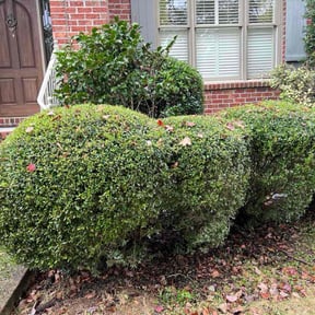 Bush Trimming by Knock On Wood Construction reviewed on November 9, 2025