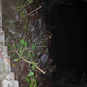 Bush Trimming by Texas Touch Lawn reviewed on November 24, 2025