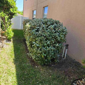 Bush Trimming by Casey Cuts Grass reviewed on April 21, 2026