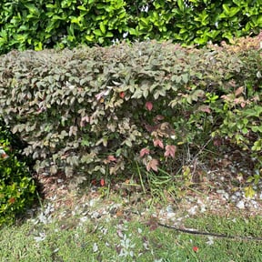 Bush Trimming by Trust Lawn Care services reviewed on October 21, 2025