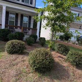 Bush Trimming by pro scale landscaping and more reviewed on August 27, 2026