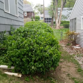 Bush Trimming by Felder Pro Services reviewed on August 19, 2025