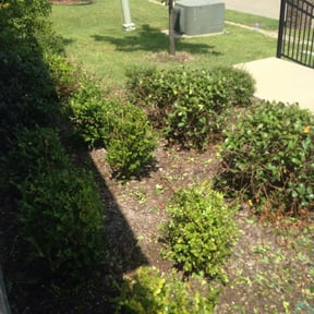 Bush Trimming by LIGHTNING LANDSCAPING & LAND MANAGEMENT reviewed on August 19, 2025