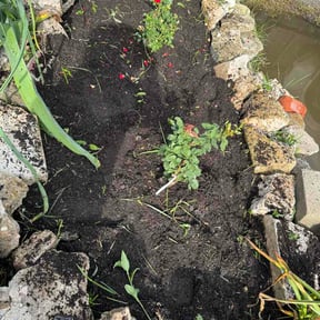 Flower Bed Weeding by Done Rite lawn maintenance reviewed on June 9, 2026