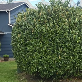 Bush Trimming by Royal Scenery LLC reviewed on August 15, 2025