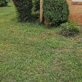 Bush Trimming by All About Grass reviewed on June 11, 2026