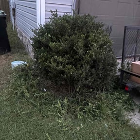 Bush Trimming by Both Sides Of The Fence Lawn Care and Maintenance LLC. reviewed on October 21, 2025
