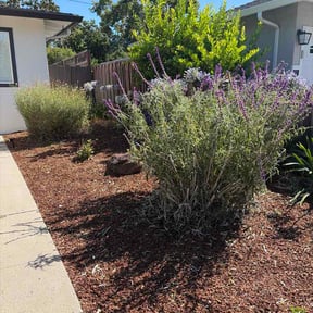 Bush Trimming by Harmon's Hardscapes &amp;Lawncare reviewed on July 8, 2026