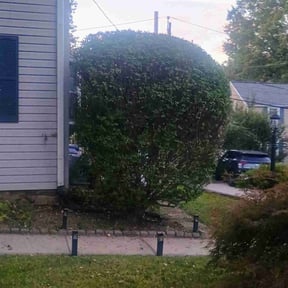 Bush Trimming by Home services reviewed on November 10, 2025