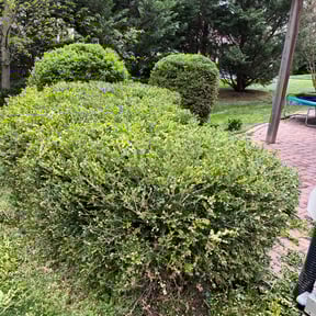 Bush Trimming by T F Lawn Care Services reviewed on August 16, 2025