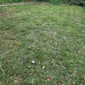 Bush Trimming by Exquisite Enterprises reviewed on December 27, 2025