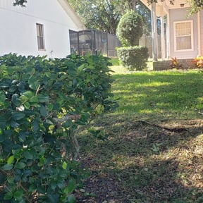 Bush Trimming by Mr.Carter&#039;s Landscaping reviewed on August 15, 2025